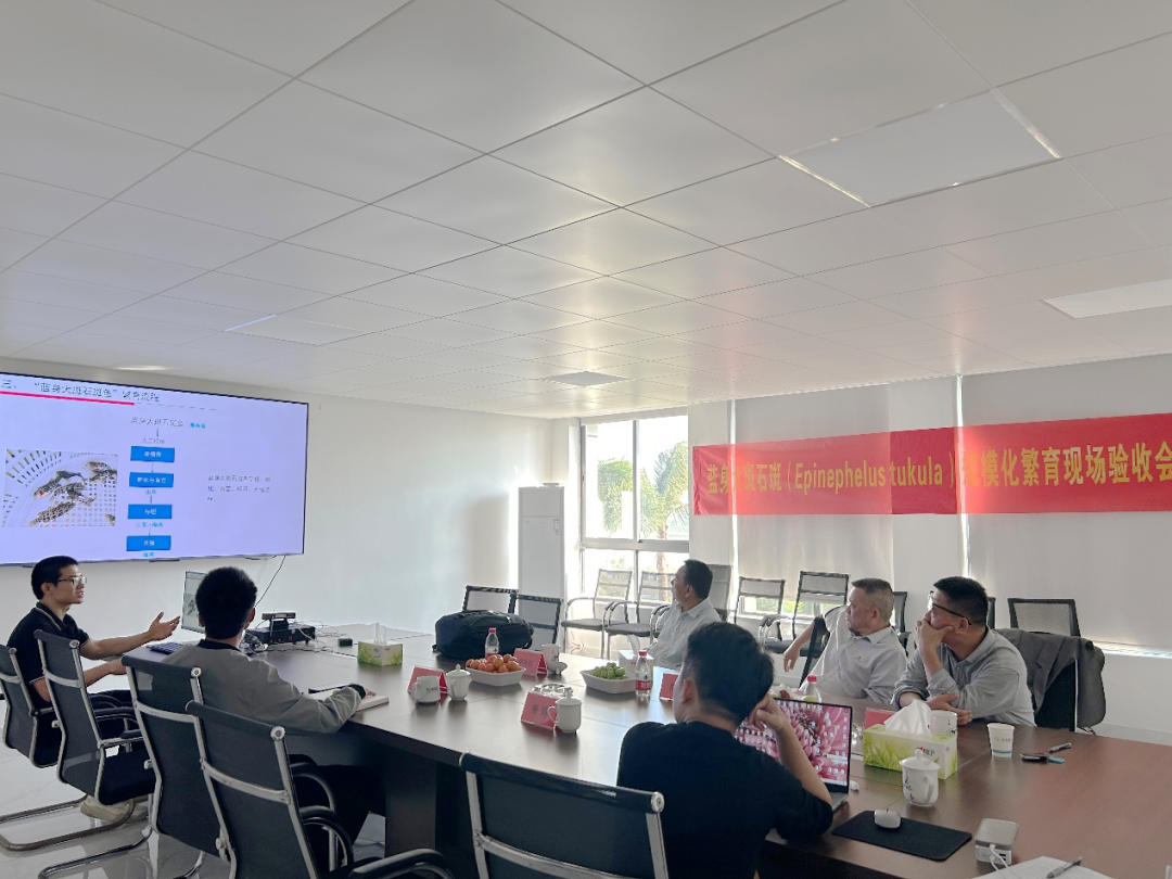 海南晨海水產(chǎn)有限公司突破藍(lán)身大斑石斑魚（金錢斑）全人工繁育